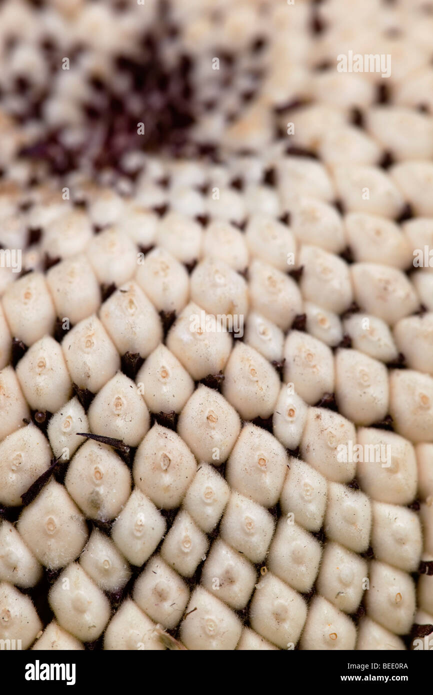Cabeza; semilla de girasol Foto de stock