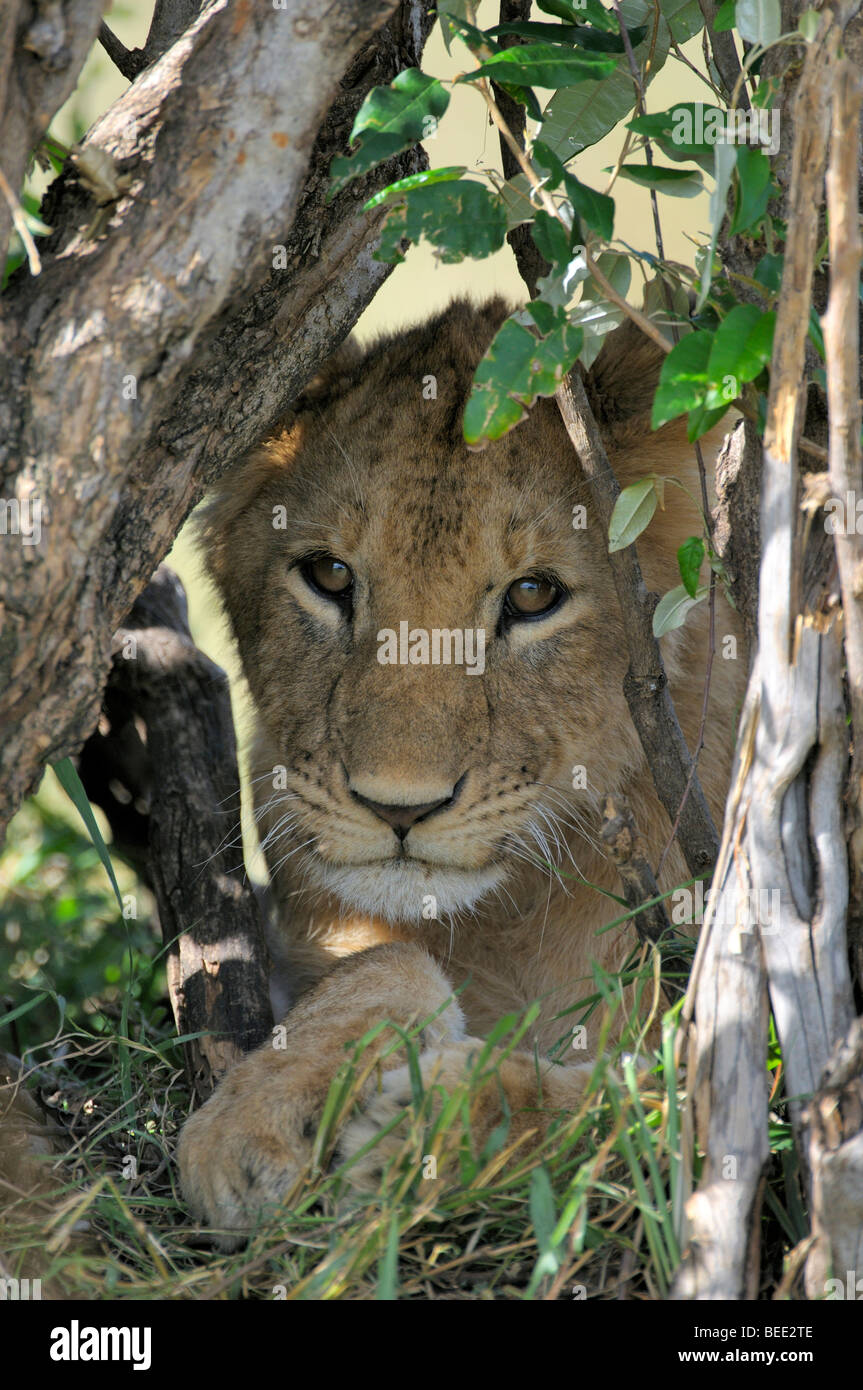 Cachorro de león (Panthera leo), la Reserva Natural de Masai Mara, Kenia, África Oriental Foto de stock