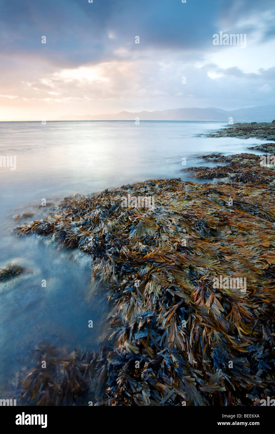 Rocas cubiertas de algas al amanecer mirando hacia Snowdomia en Gales del Norte, visto aquí desde el punto de Penmon en la isla de Anglesey Foto de stock