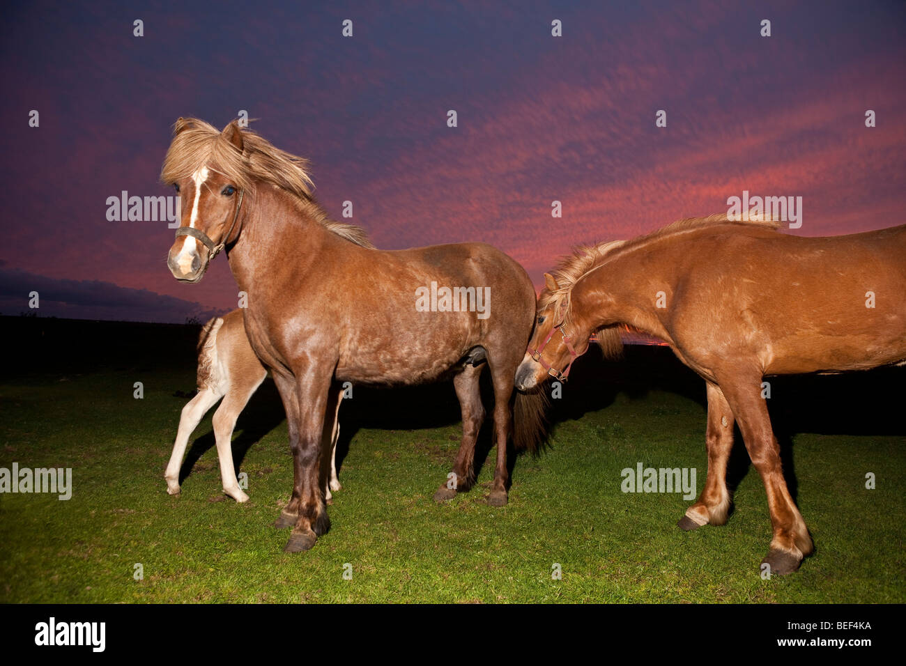 La cría de caballos, Islandia Foto de stock