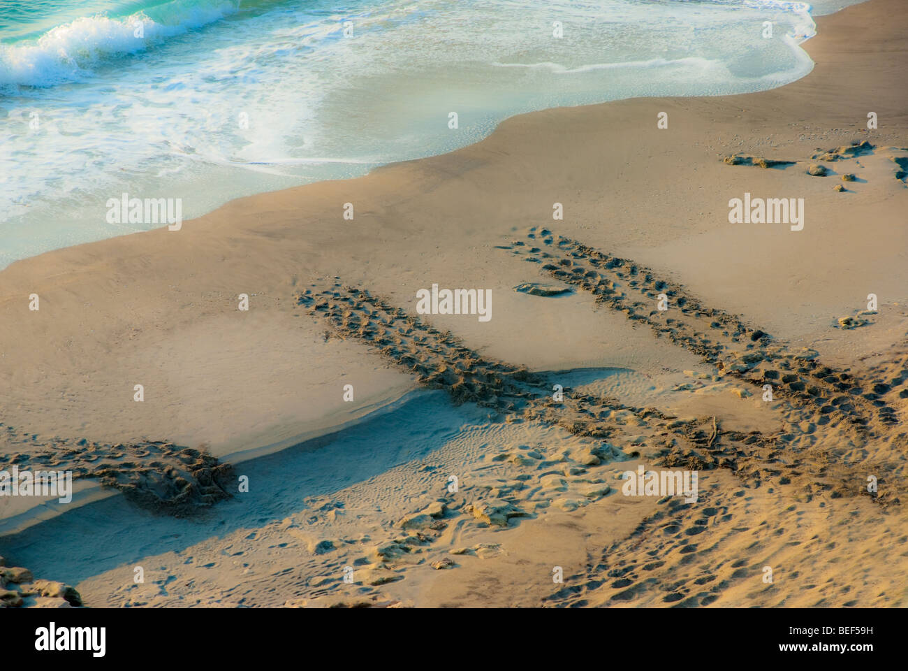 La tortuga caguama (Caretta caretta) pistas desde sus nidos en Júpiter Beach - están en peligro de extinción - Jupiter, Florida - EE.UU. Foto de stock