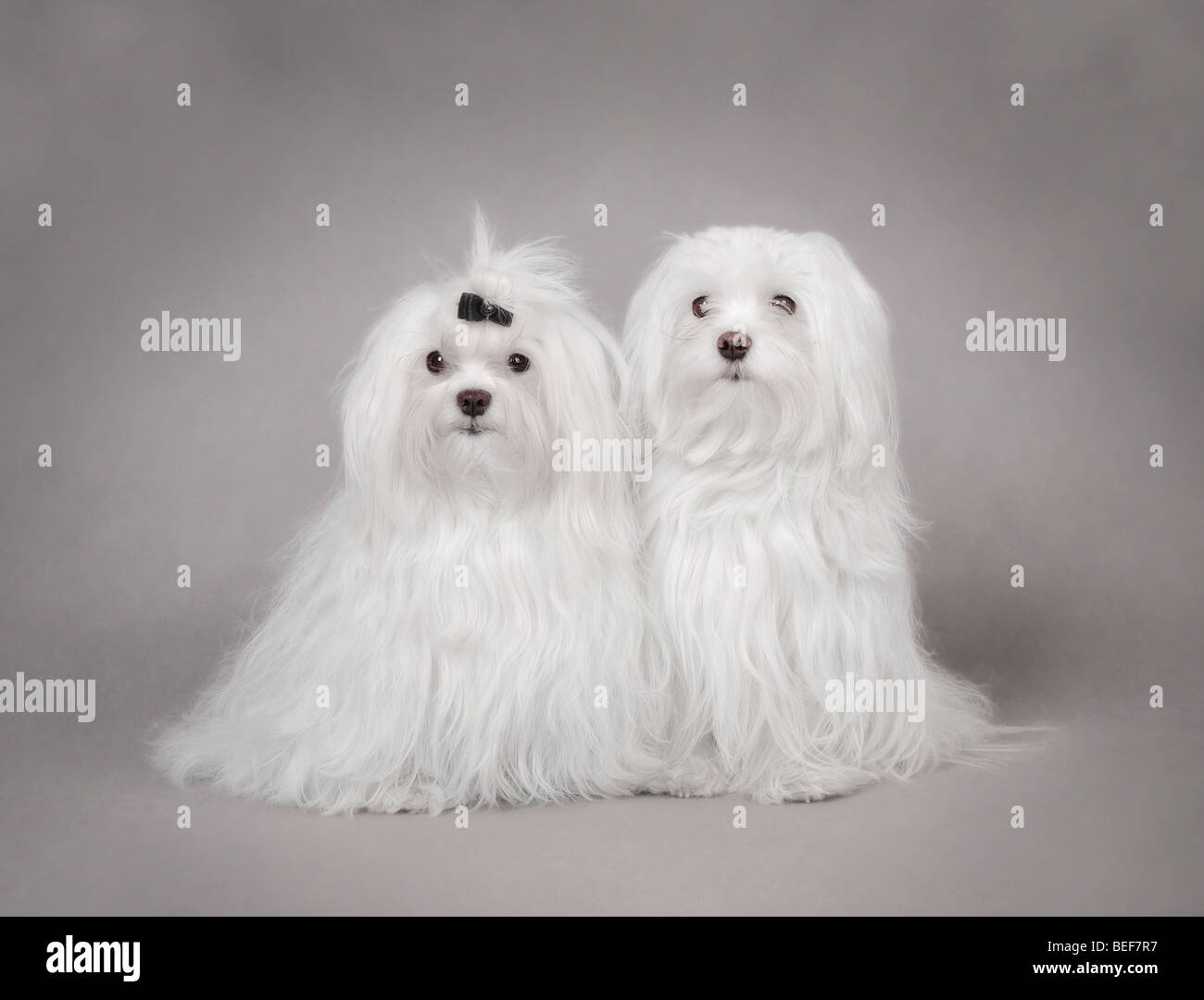 Dos adultos perro maltés retrato sobre fondo gris Foto de stock