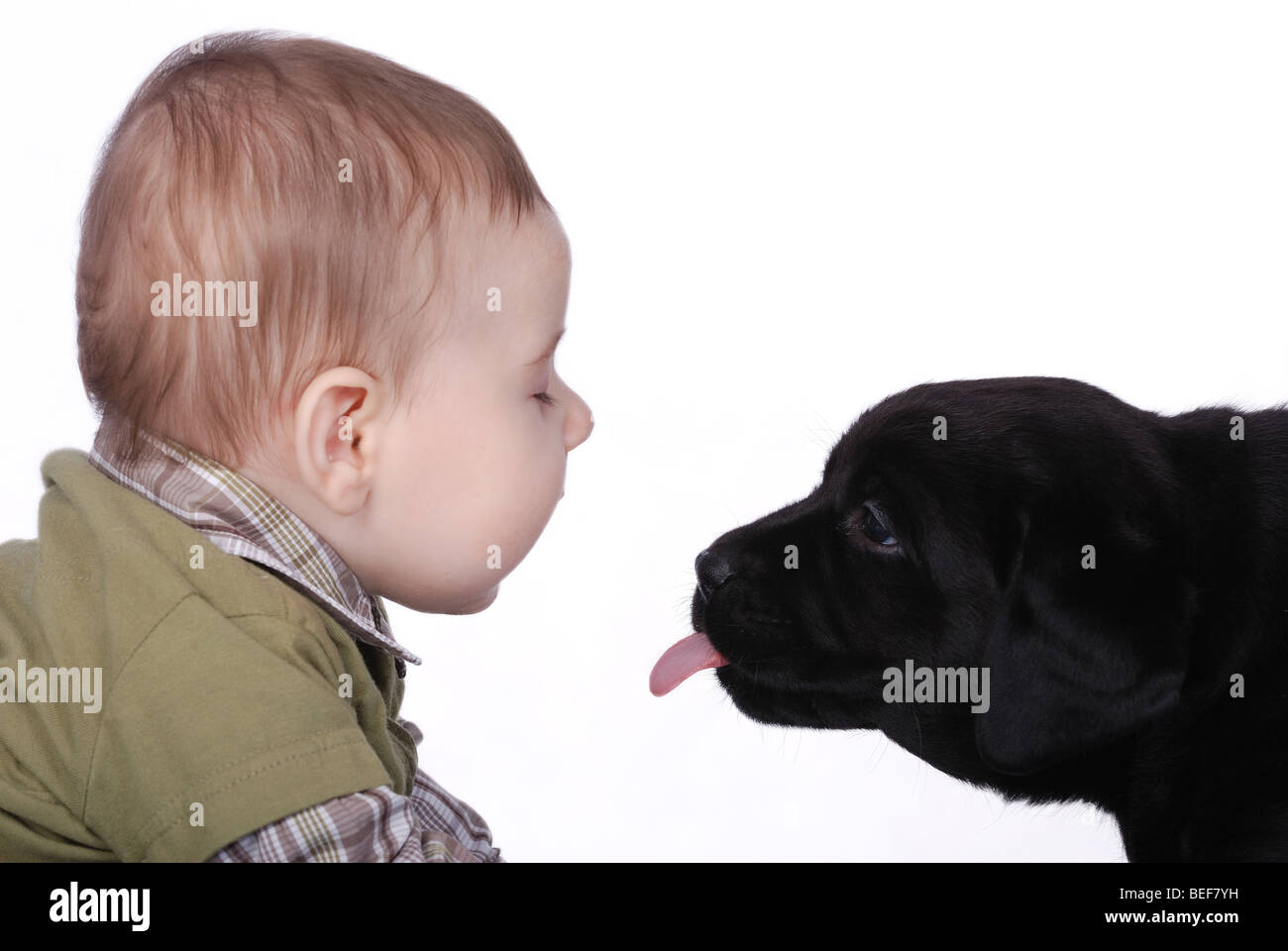 Bebé y poco cachorro Labrador Retriever negro Foto de stock