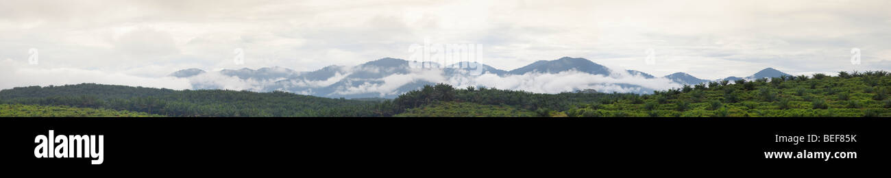 Plantación de palma de aceite en la carretera panorámica de Perak Ipoh, colinas cubiertas de neblina en el fondo, Bukit Fraser Bukit Kutu Foto de stock