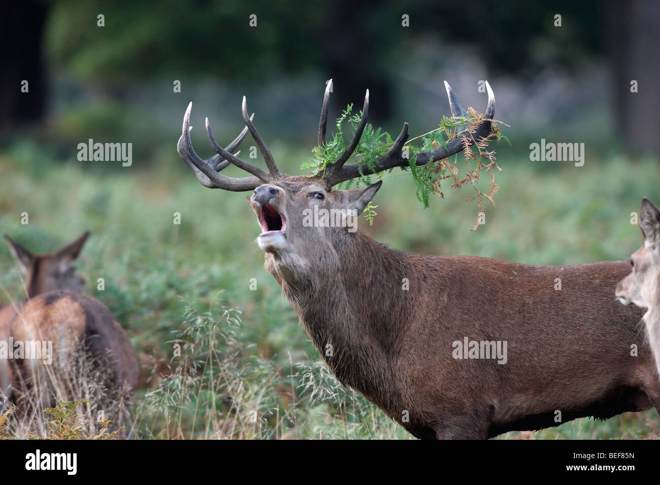 Red Deer, Cervus elaphus, stag rugiente, Richmond, octubre de 2009 Foto de stock