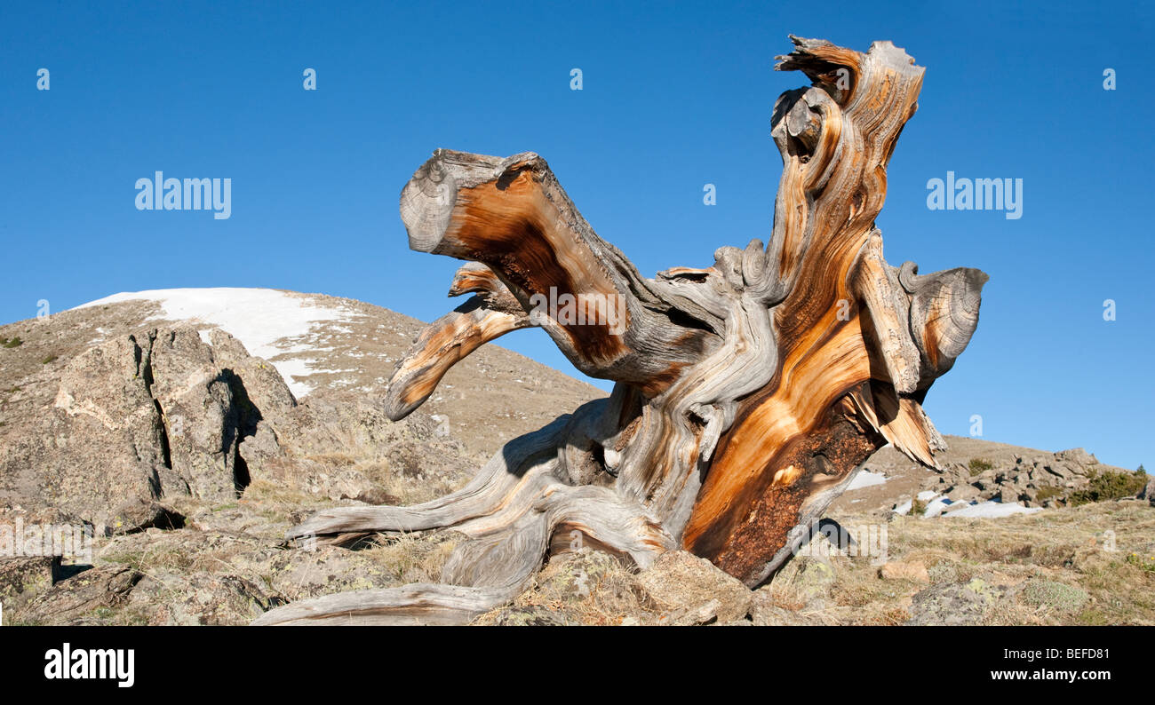 Cono de cerdas tocón de un pino en Mt. Evans en Colorado Foto de stock