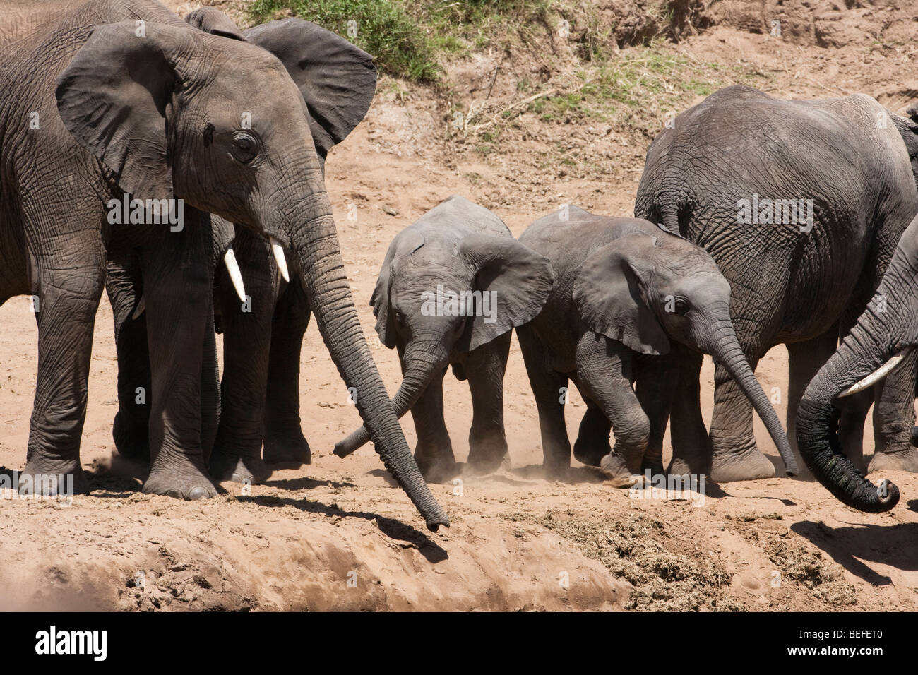 2 emocionado diminuto bebé feliz juguetones elefantes orejas fuera funcio a través de un banco de tierra polvorienta, troncos, vigilada por la madre elefante en el Masai Mara de Kenya Foto de stock