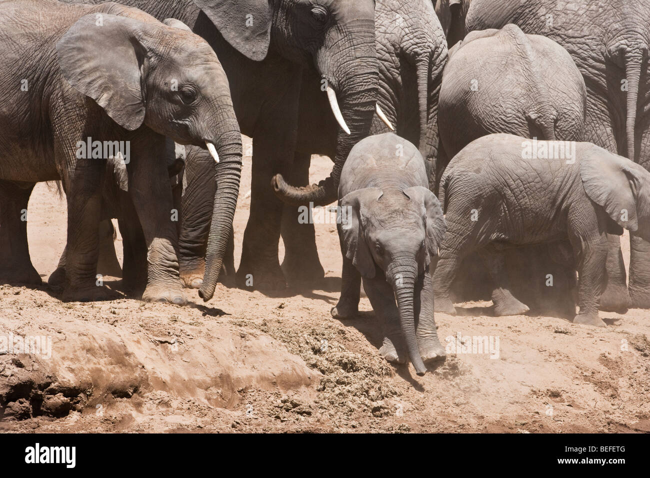 Funny Baby elefante africano banco río abajo deslizante fomentado por la familia, mamá le echa una mano con el tronco por detrás, el Maasai Mara de Kenia Foto de stock