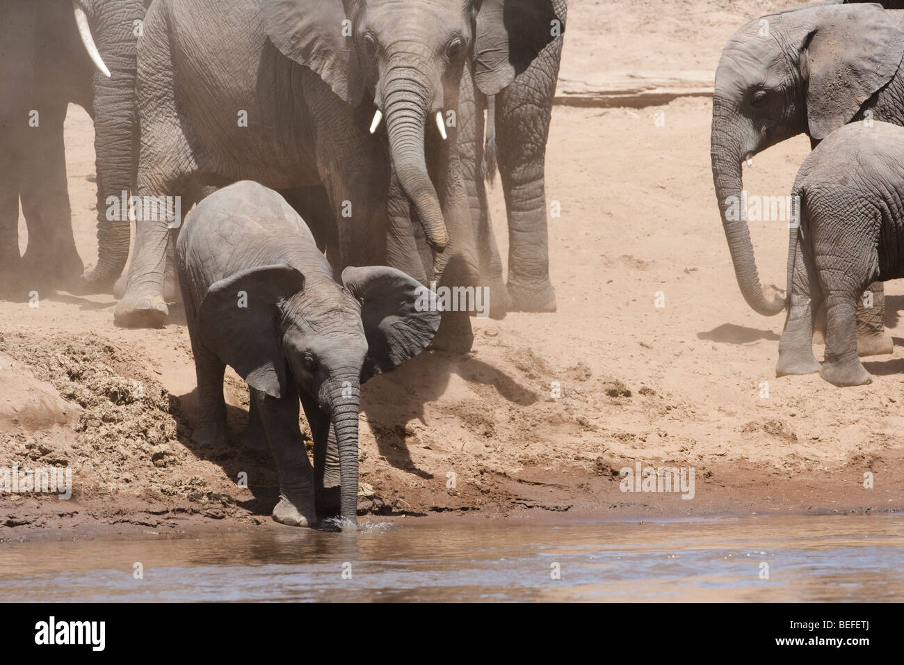Funny lindo bebé orejas de elefante africano, el tronco en agua, deslizándose por la suciedad riverbank para tomar una copa, supervisado por la madre elefante Masai Mara, Kenya Foto de stock