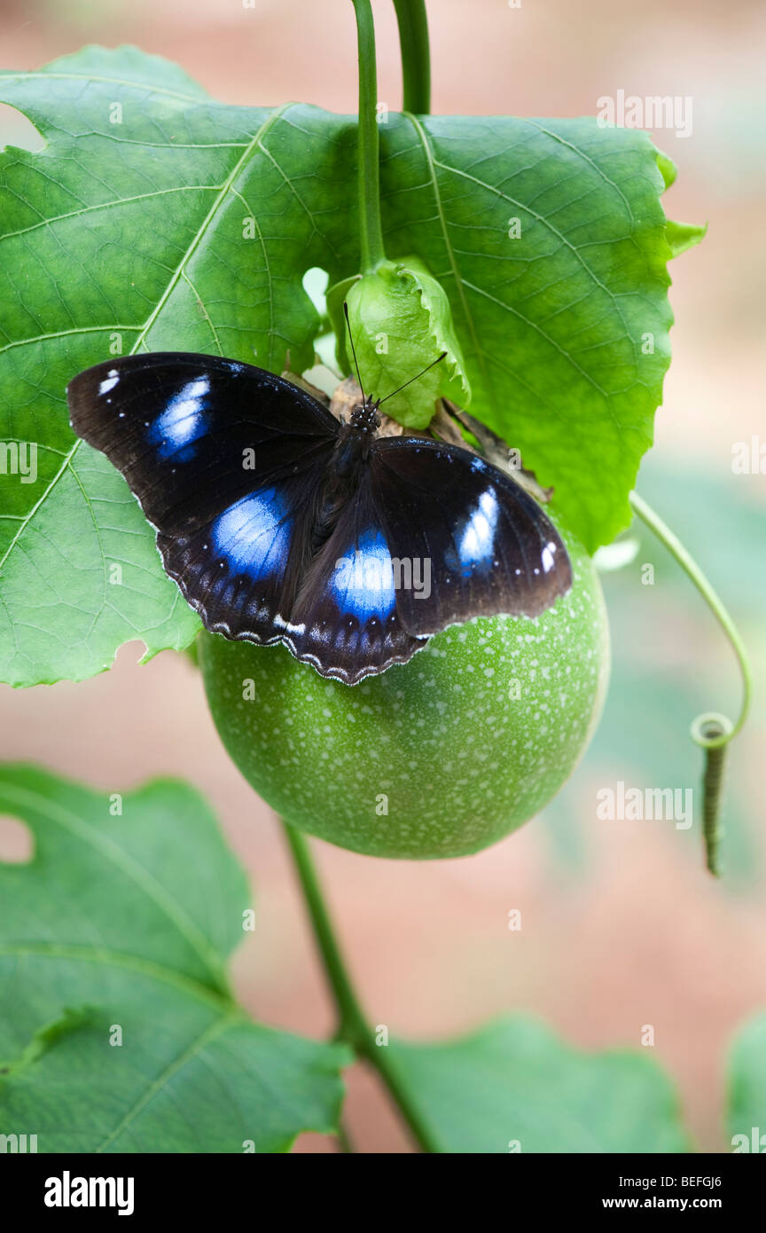 Hypolimnas bolina. La Gran mariposa Eggfly descansando sobre una flor de la pasión de fruta en el campo indio. En Andhra Pradesh, India Foto de stock