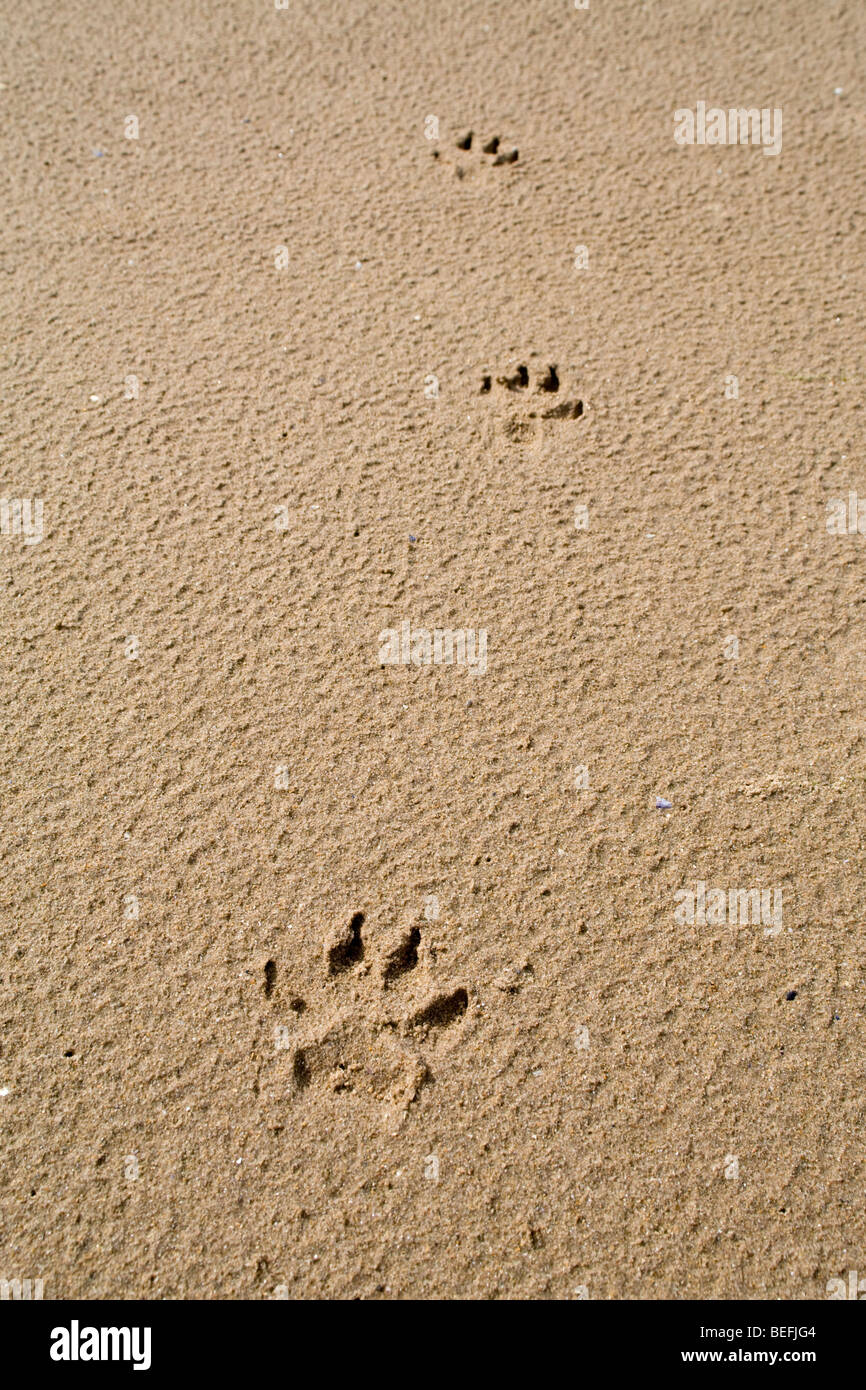 Pata de perro en la arena imprimir Foto de stock