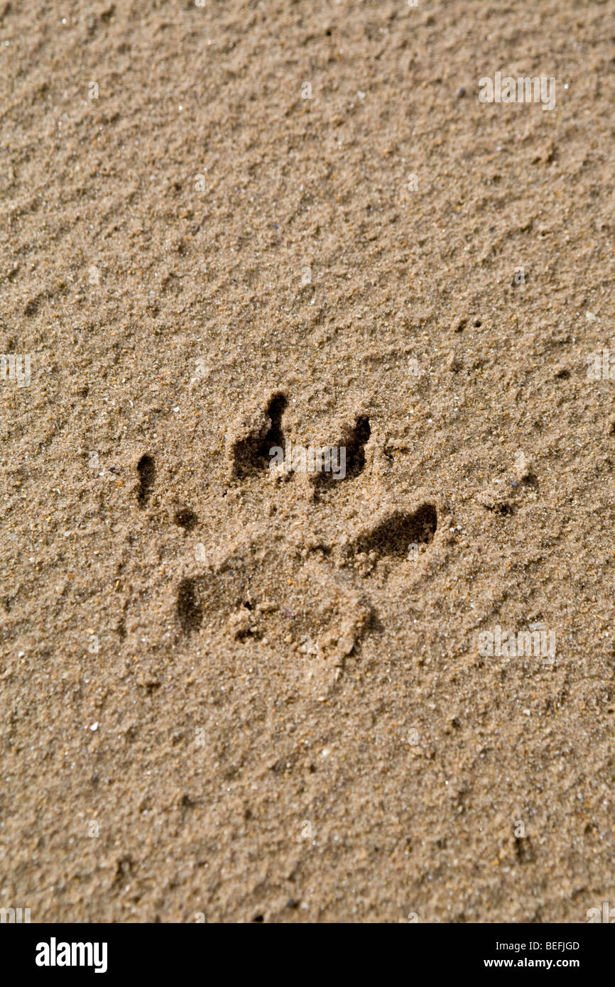 Pata de perro en la arena imprimir Foto de stock