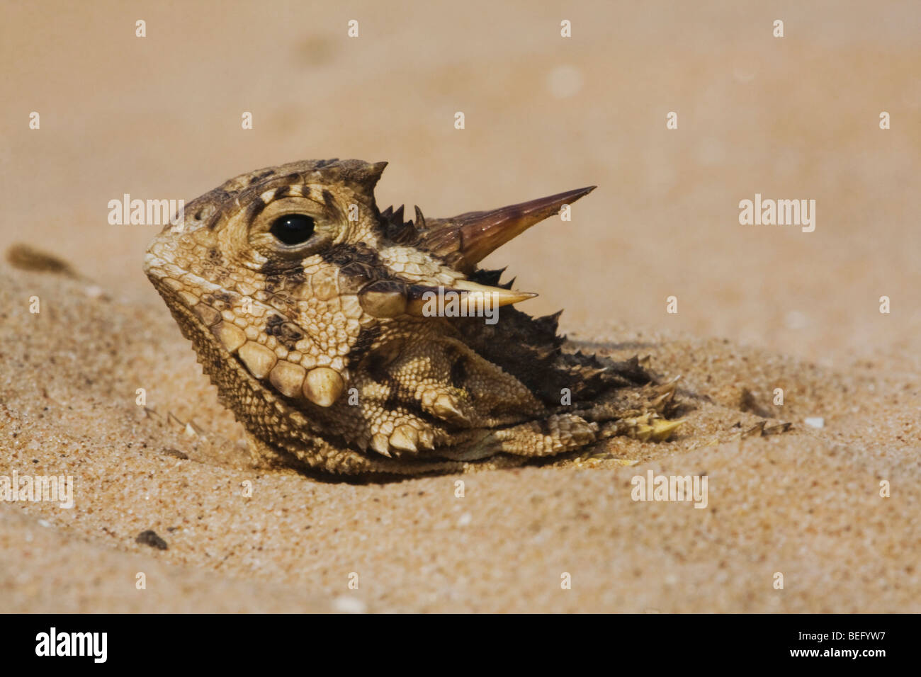 Texas Lagarto cornudo (Phrynosoma cornutum), adultos escondidos en la arena, Valle de Río Grande, Texas, EE.UU. Foto de stock