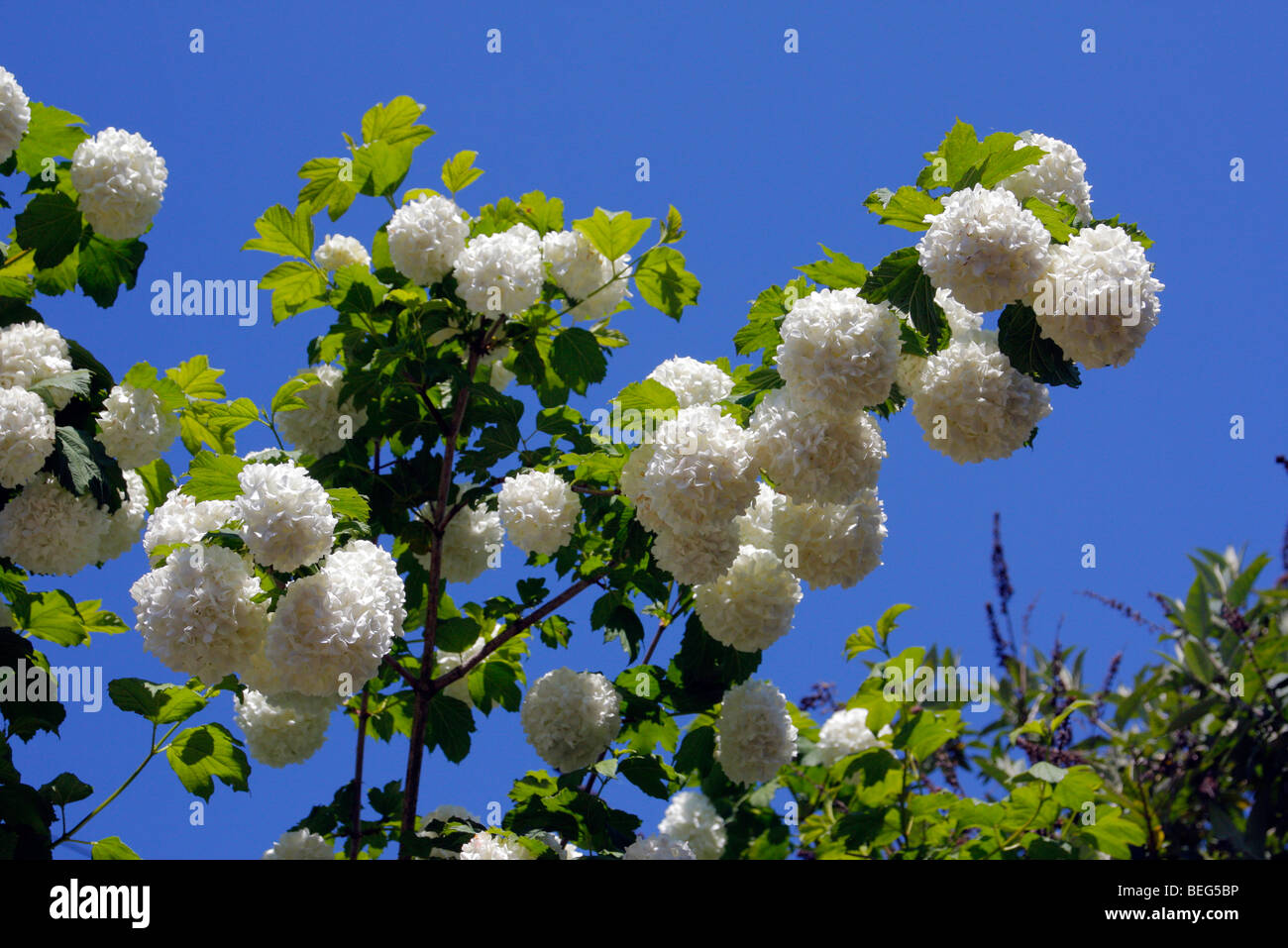 Viburnum opulus spring fotografías e imágenes de alta resolución Alamy