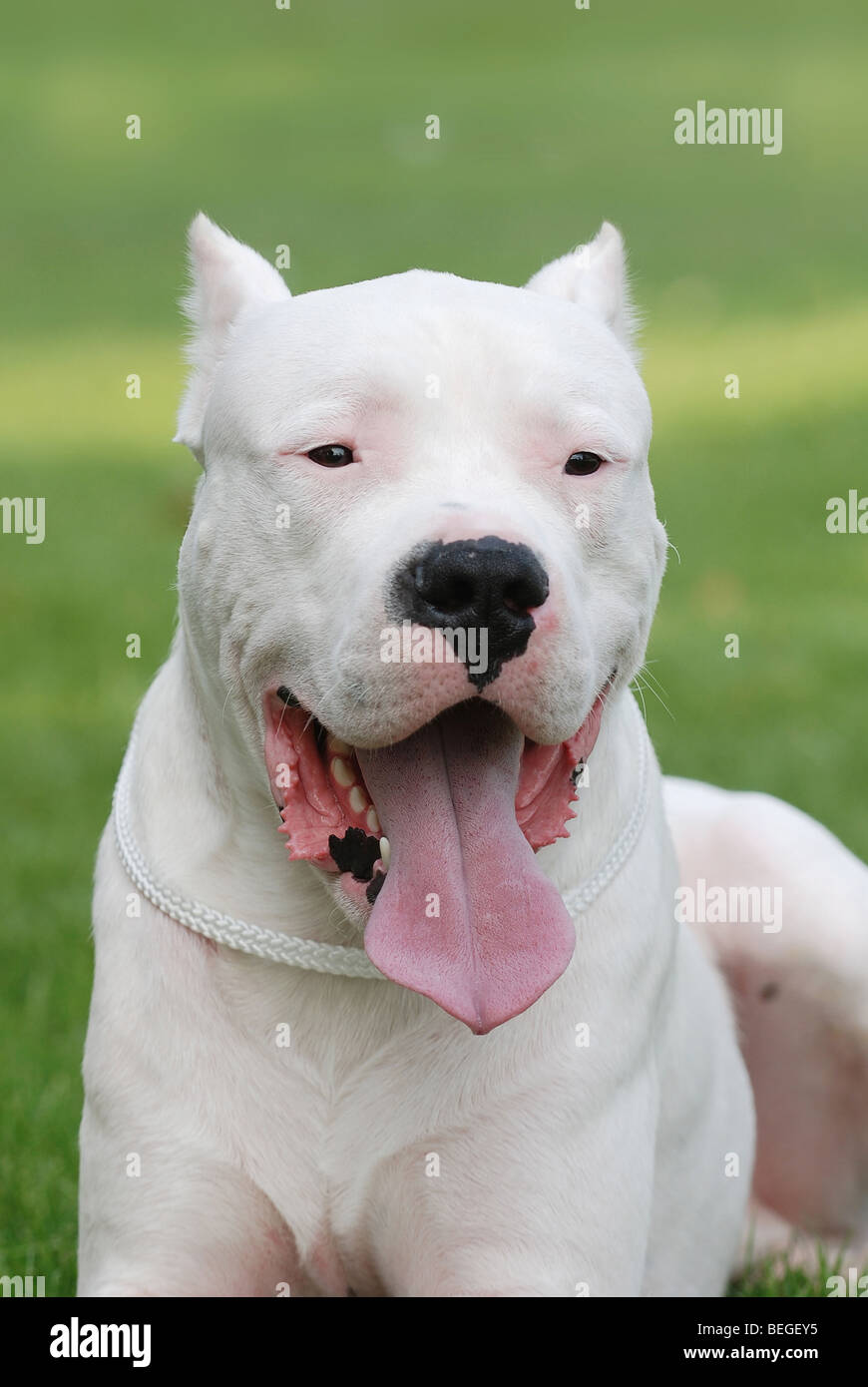 White puppy dog dogo argentino fotografías e imágenes de alta
