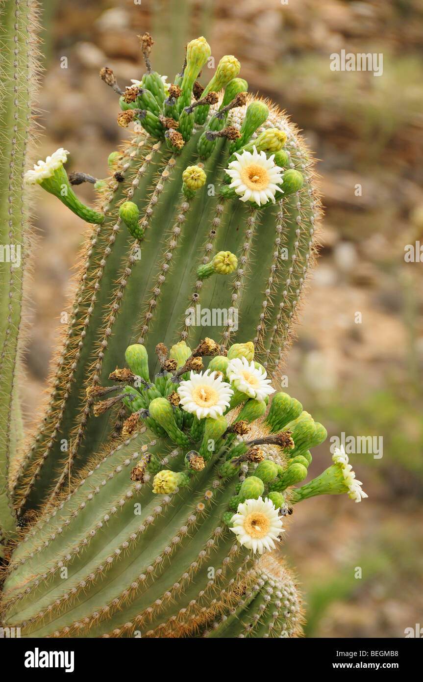 Cactus Saguaro, Carnegiea gigantea, del Desierto de Sonora en flor en Tucson, Arizona, EE.UU. Foto de stock