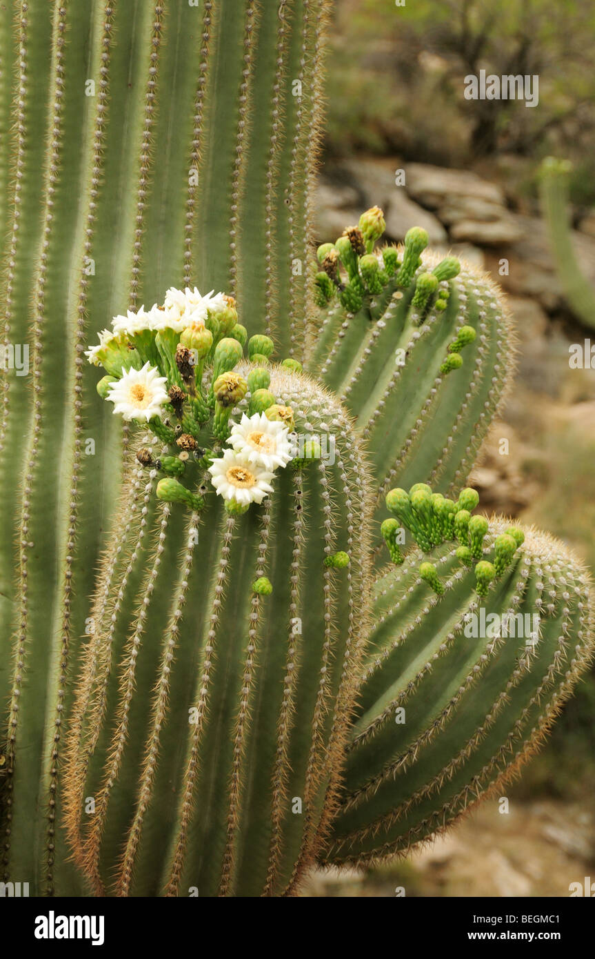 Cactus Saguaro, Carnegiea gigantea, del Desierto de Sonora en flor en Tucson, Arizona, EE.UU. Foto de stock