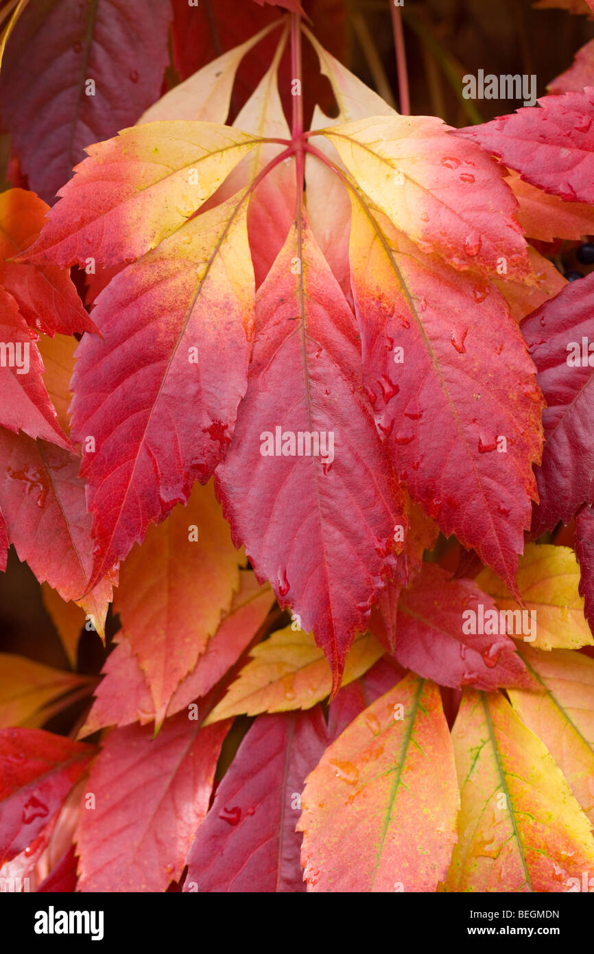 Hojas de otoño húmedo tras la lluvia closeup Foto de stock