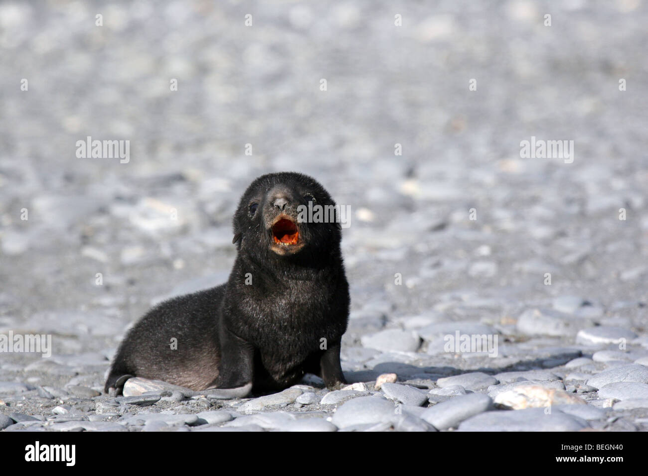 Lobo fino antártico pup, Isla Georgia del Sur Foto de stock