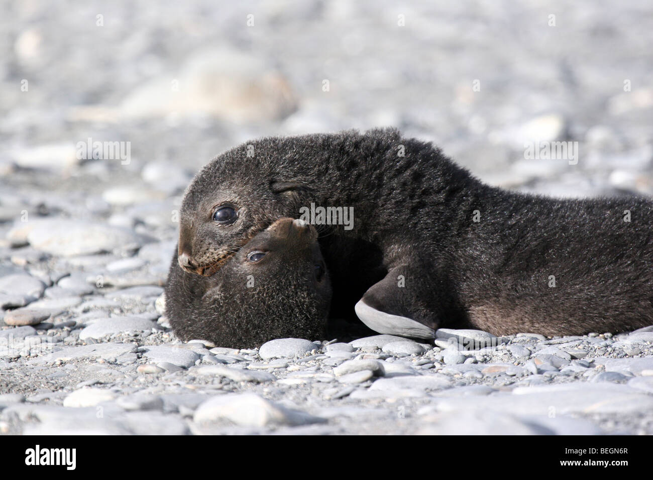Lobo fino antártico pup, Isla Georgia del Sur Foto de stock