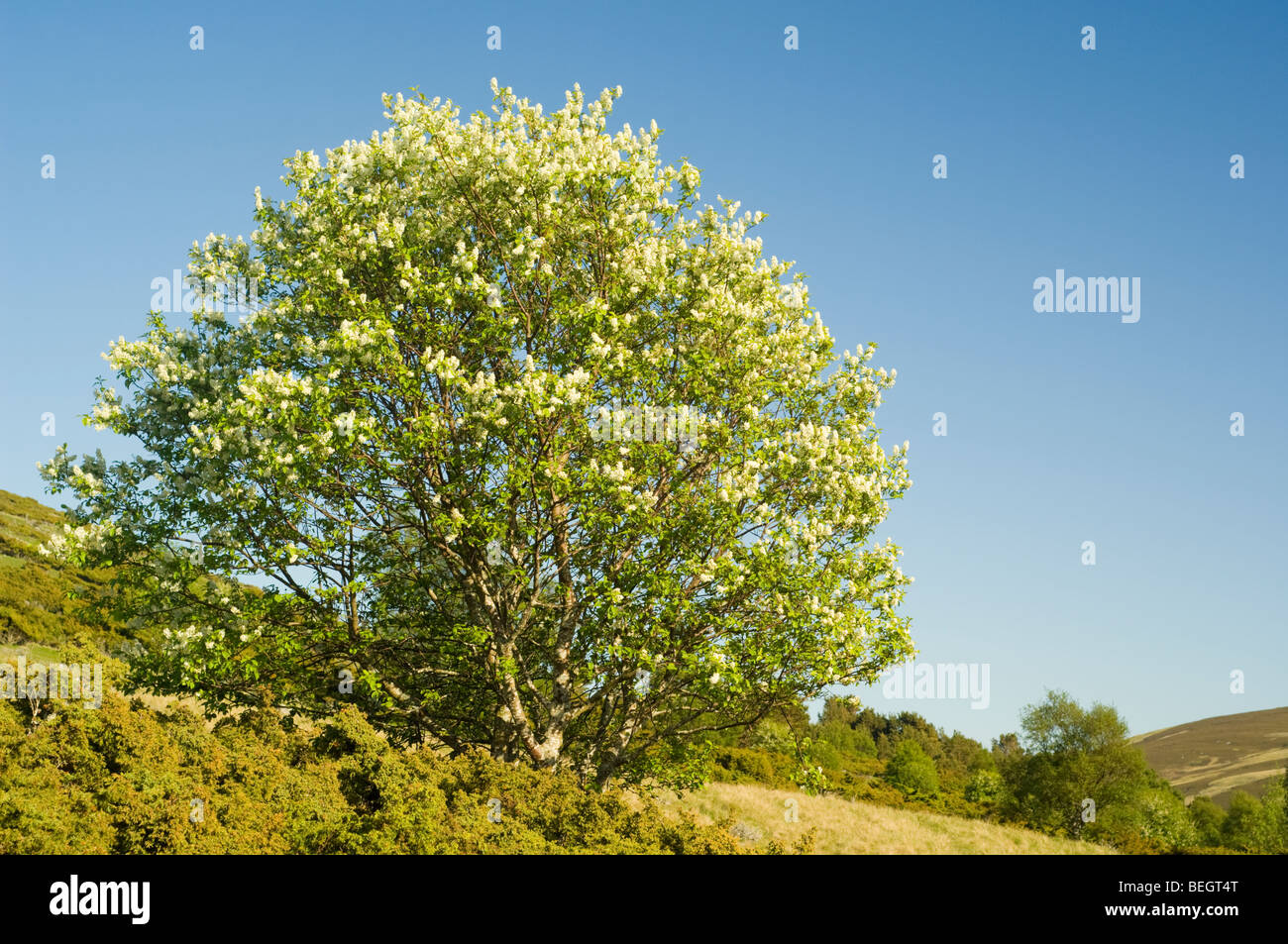 Bird Cerezo, Prunus padus, árboles en flor, creciendo en Glen Gairn, Cairngorms. En el primer plano es el enebro (Juniperus Communis) Foto de stock