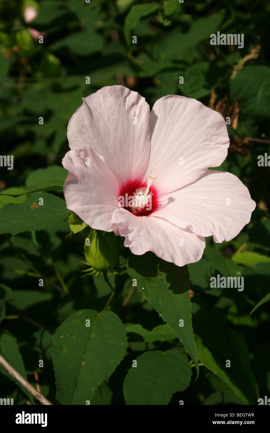 Crimson-eyed Rosemallow flor Foto de stock