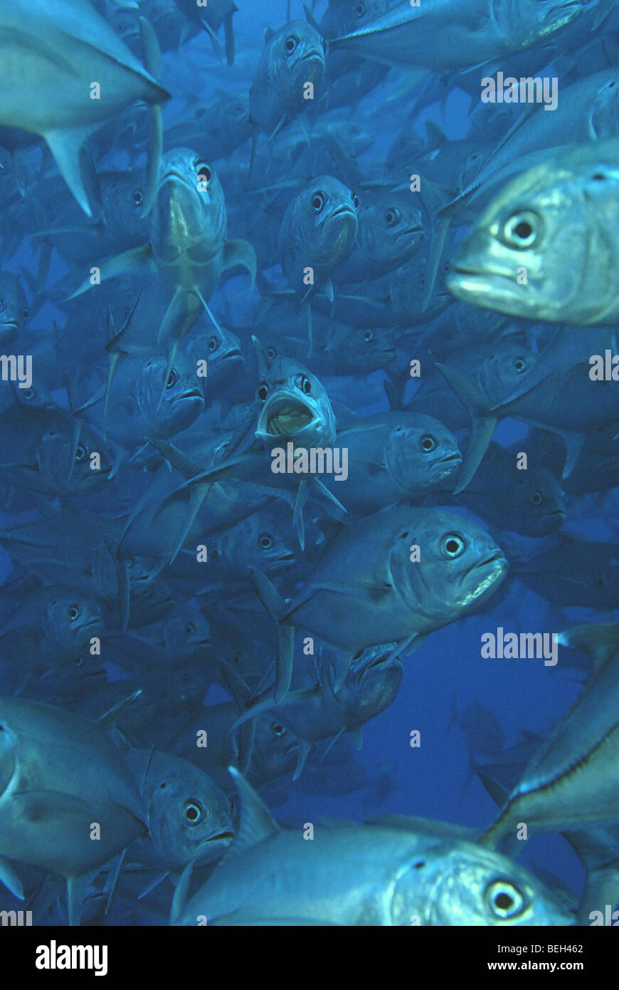 Big-eye Trevally, Caranx sexfasciatus, La Isla del Coco, Costa Rica Foto de stock