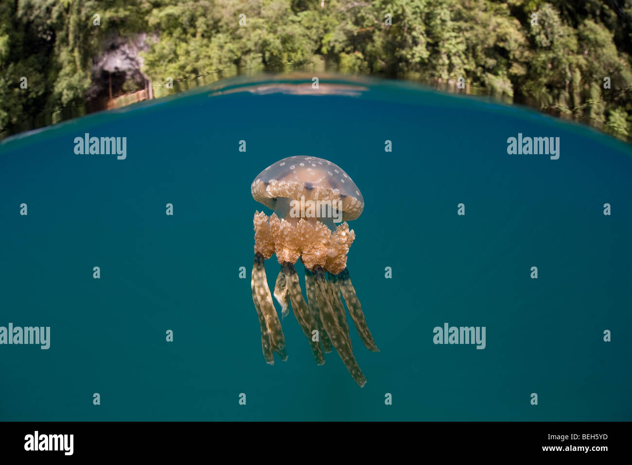 Laguna, medusas Mastigias papua, Micronesia, Palau Foto de stock