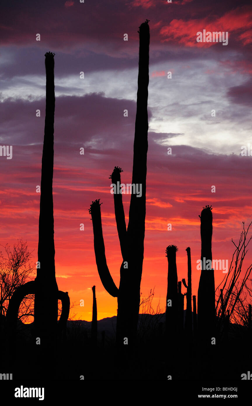 Cacto Saguaro (Carnegiea gigantea) en el Parque Nacional de Saguaro Oeste al atardecer en el desierto de Arizona en Tucson, Arizona, EE.UU. Foto de stock