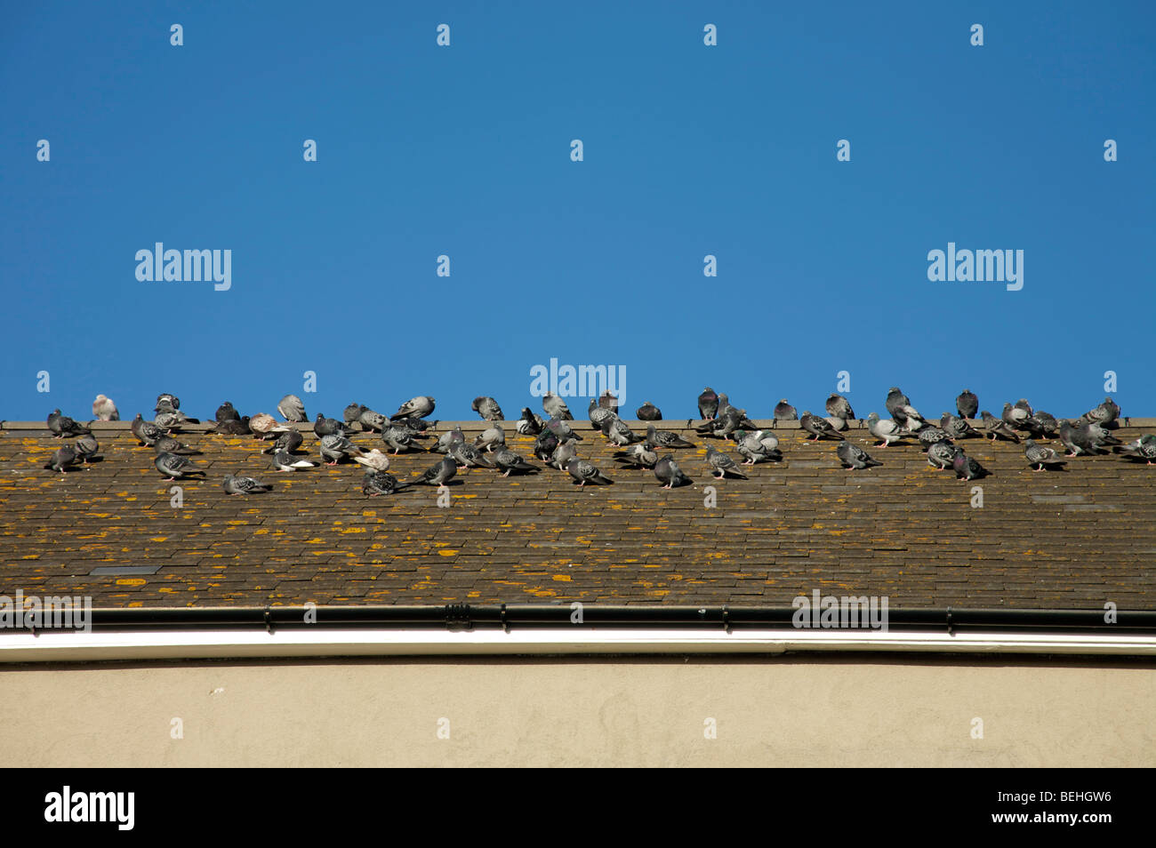 Una bandada de palomas grises en una azotea de azulejos contra un cielo azul brillante Foto de stock