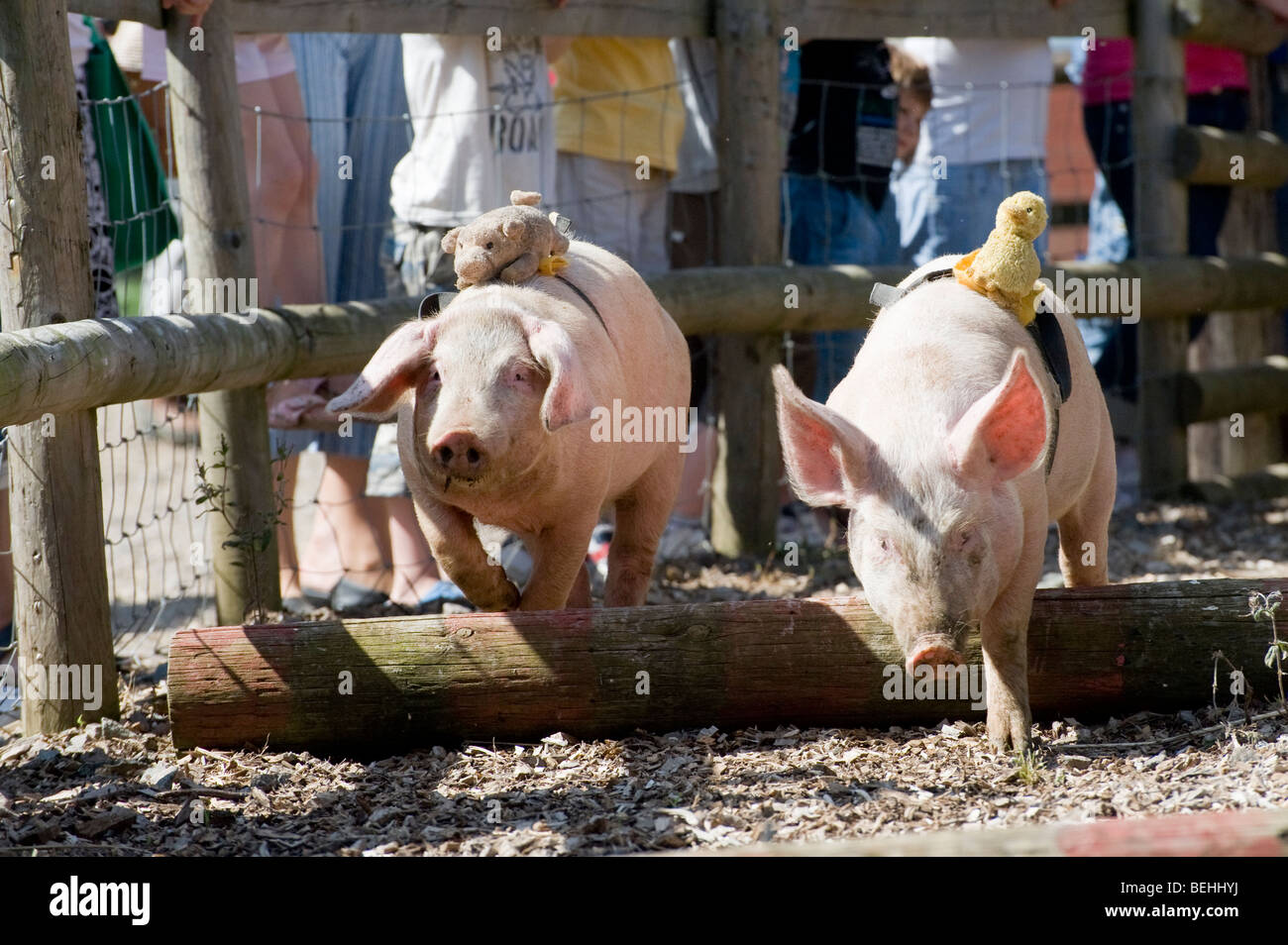Los cerdos saltando sobre obstáculos durante una carrera en una granja Park  en Inglaterra Fotografía de stock - Alamy