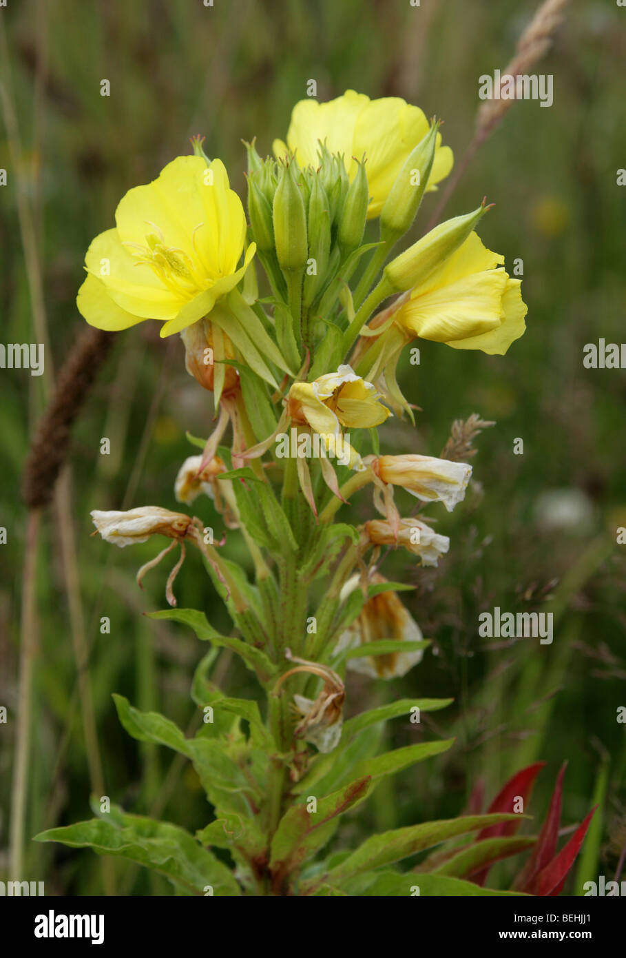 Flores grandes, de Onagra Oenothera erythrosepala, Onagraceae Foto de stock