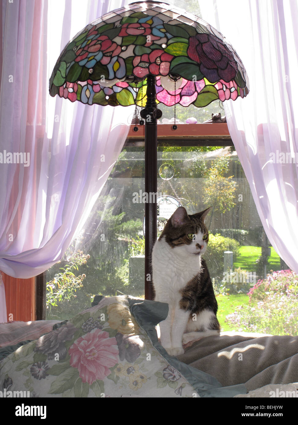 Gato sentado en la ventana bajo lámpara Tiffany. Foto de stock
