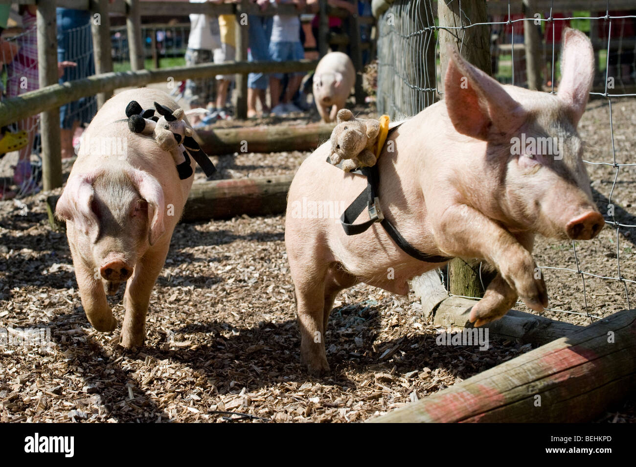 Los cerdos saltando sobre obstáculos durante una carrera en una granja Park  en Inglaterra Fotografía de stock - Alamy
