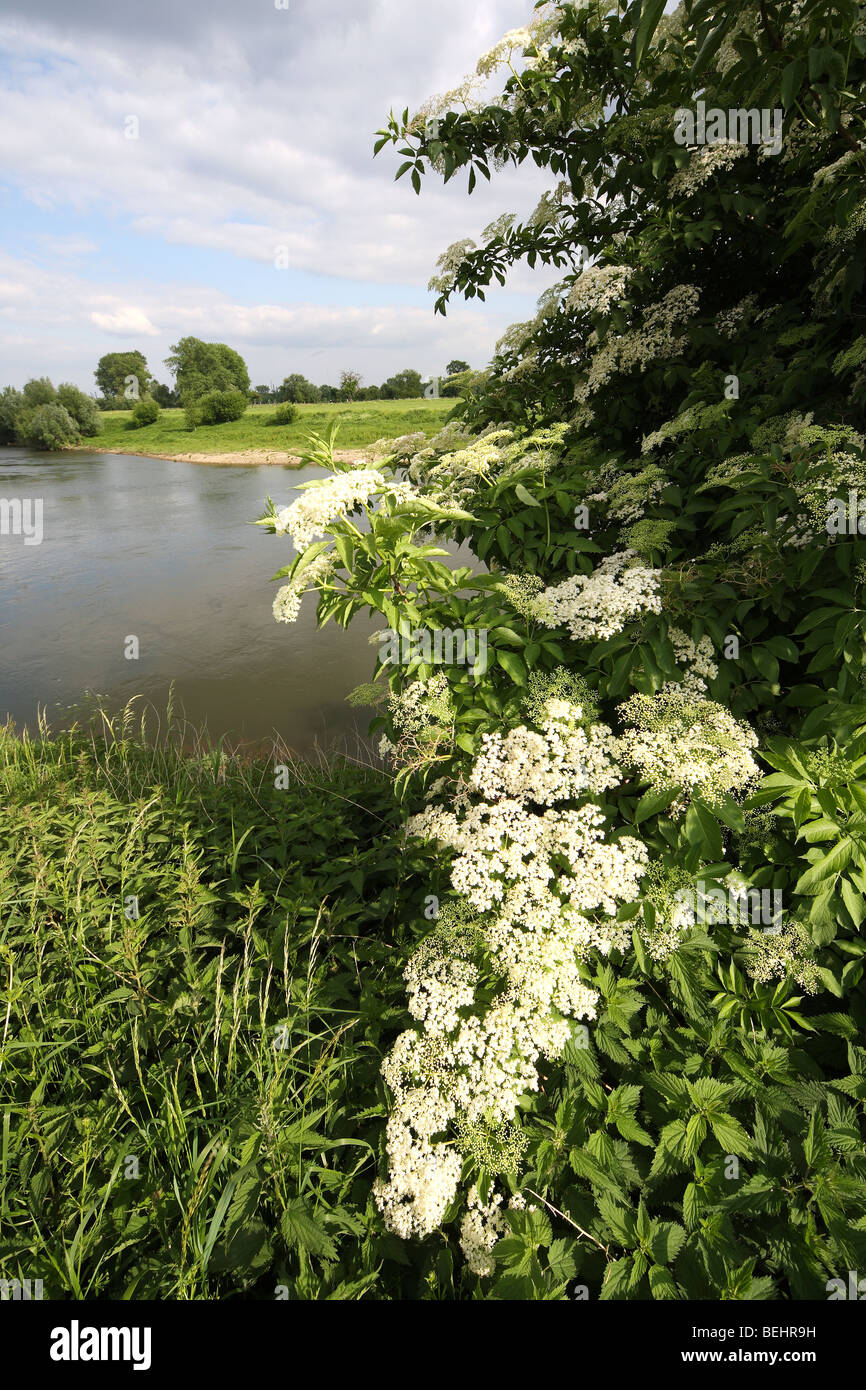 Elderberry negro europeo común / árbol de saúco (Sambucus nigra) en flor en primavera Foto de stock