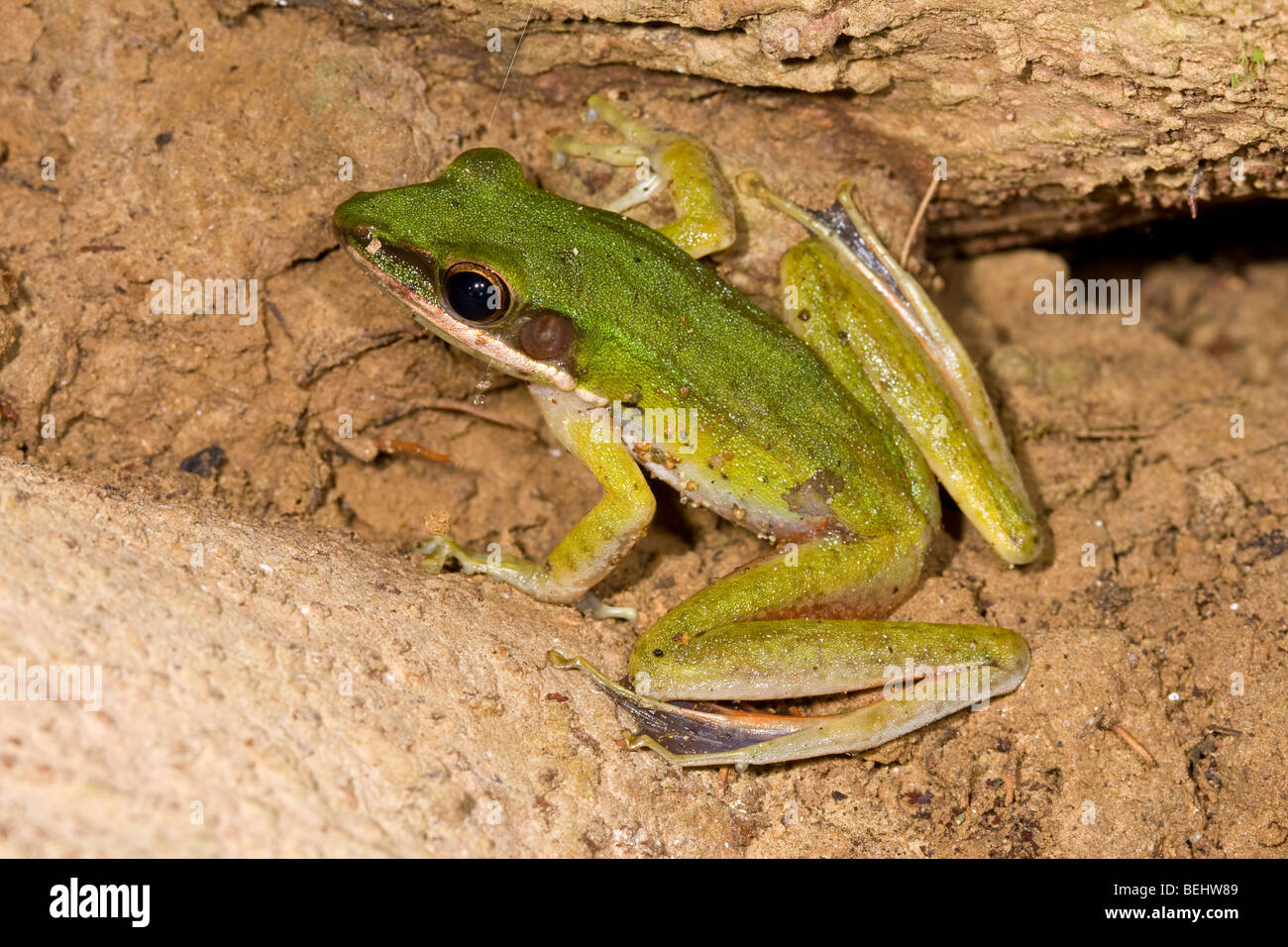 Rock venenoso sapo, el valle Danum, Borneo Foto de stock