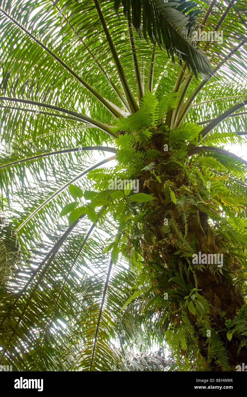 La palma de aceite, Borneo Foto de stock