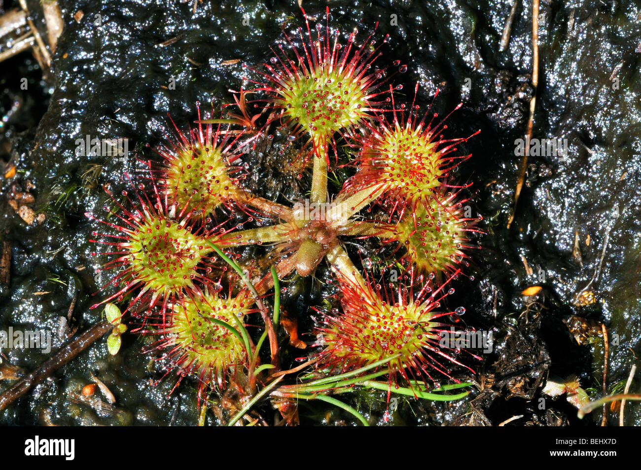Sundew común / round-hojas sundew (Drosera rotundifolia) creciendo en bog Foto de stock