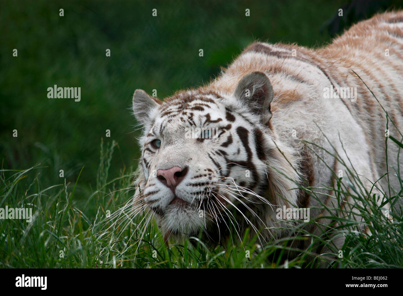 Tigre blanco de ojos azules en el acecho Foto de stock