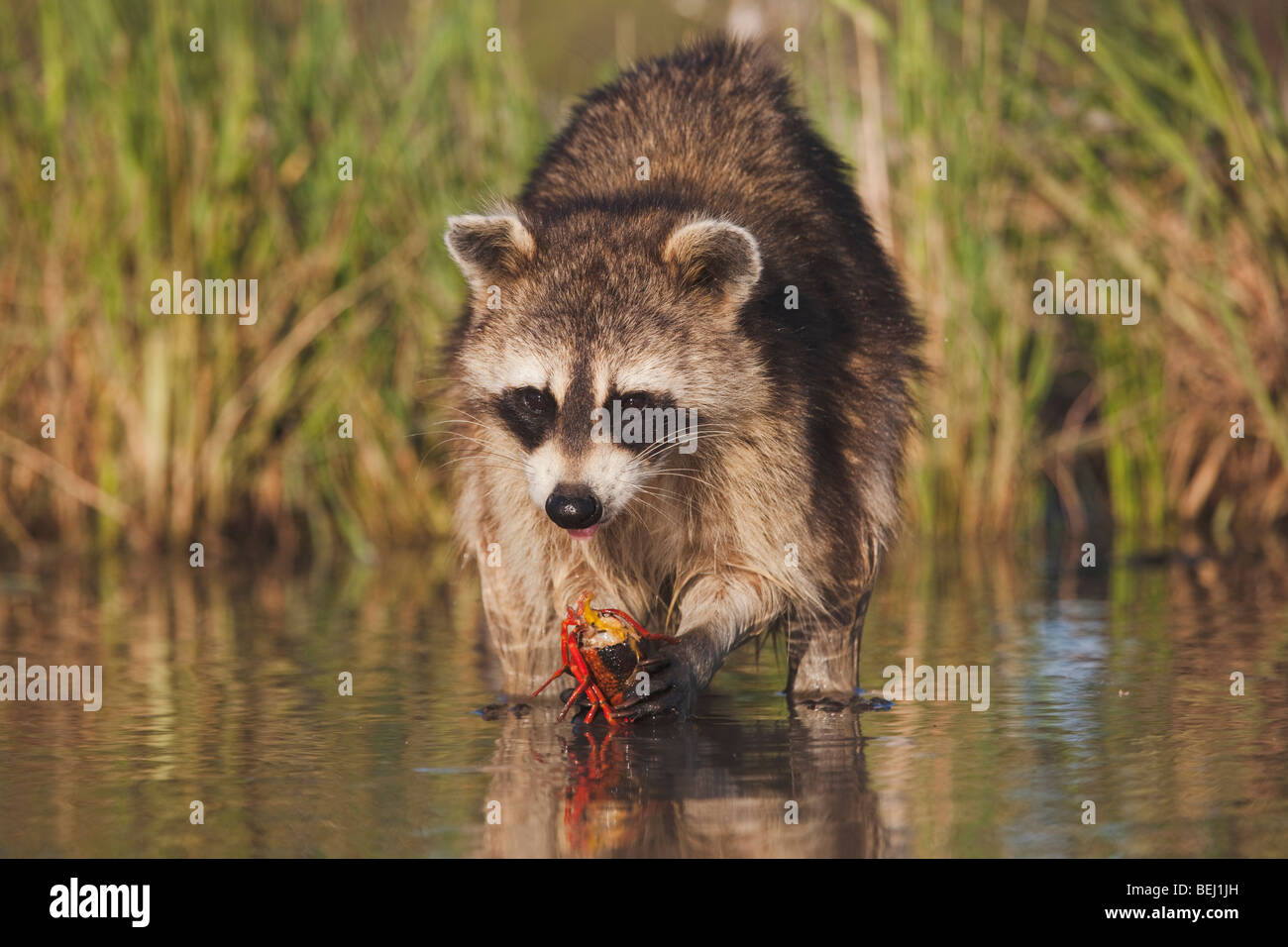 Norte de mapache (Procyon lotor), adultos en agua comer cangrejos, langostas,Coastal Bend, Corpus Christi, Texas, EE.UU. Foto de stock