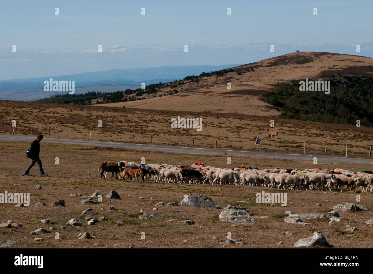 Pastor con el rebaño de ovejas cerca de Mont Aigoual, Cévennes, Francia Foto de stock