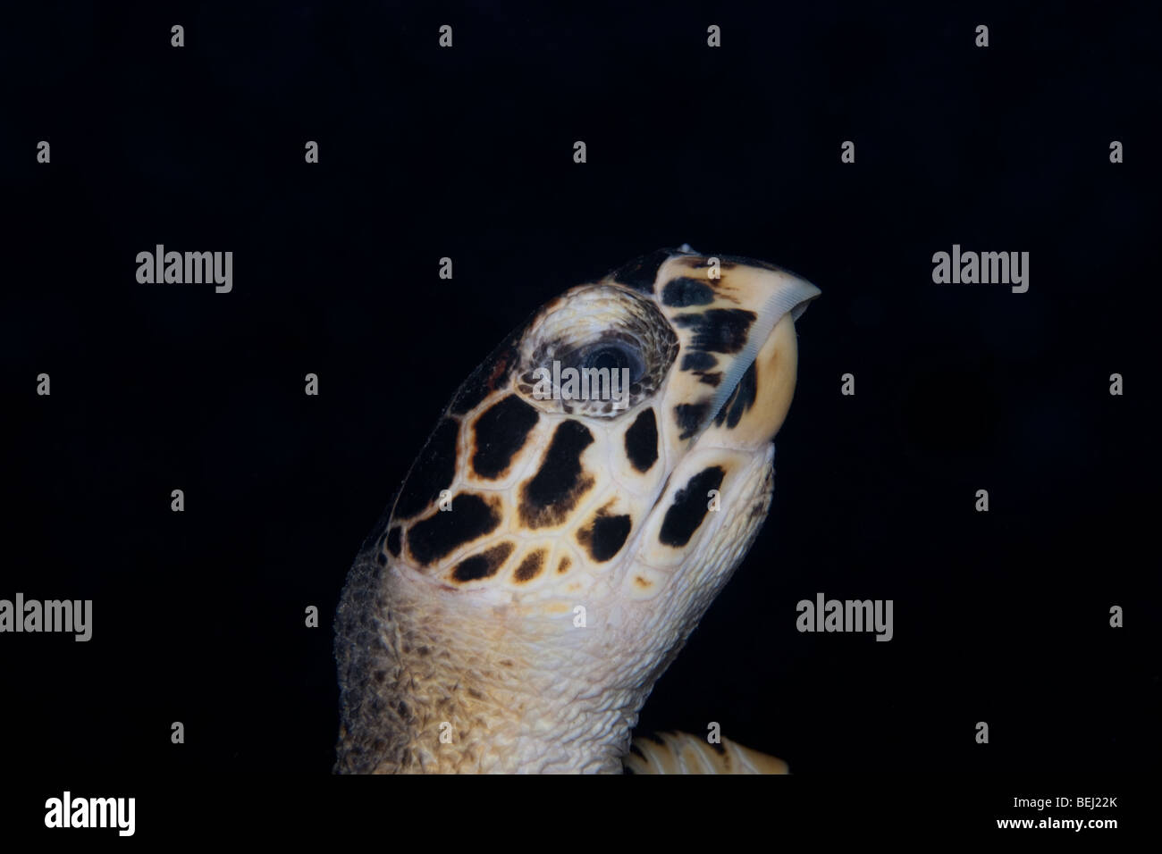 Atlántico de la tortuga carey (Eretmochelys imbricata), inmaduros natación Foto de stock