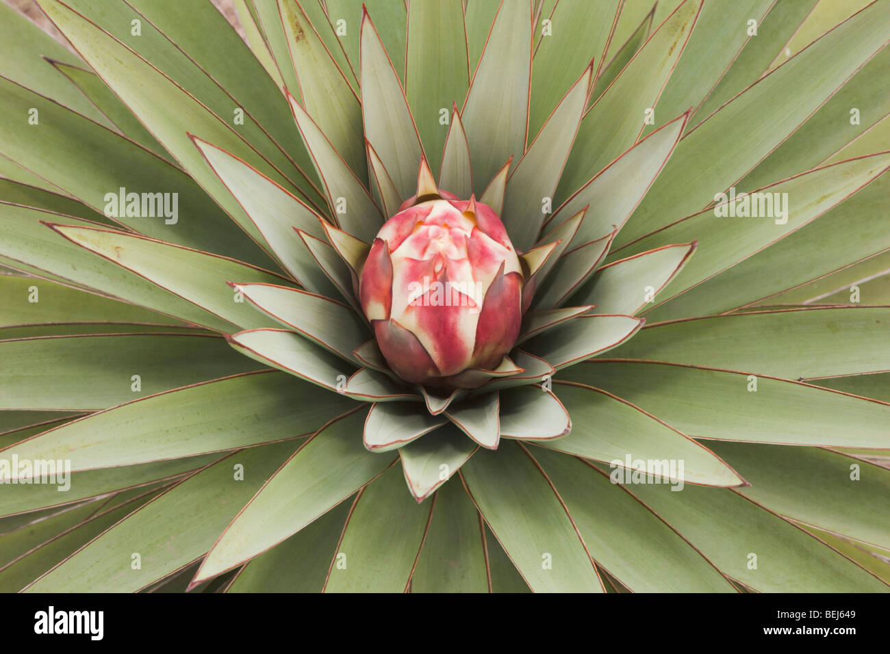 Texas wildflowers fotografías e imágenes de alta resolución Alamy