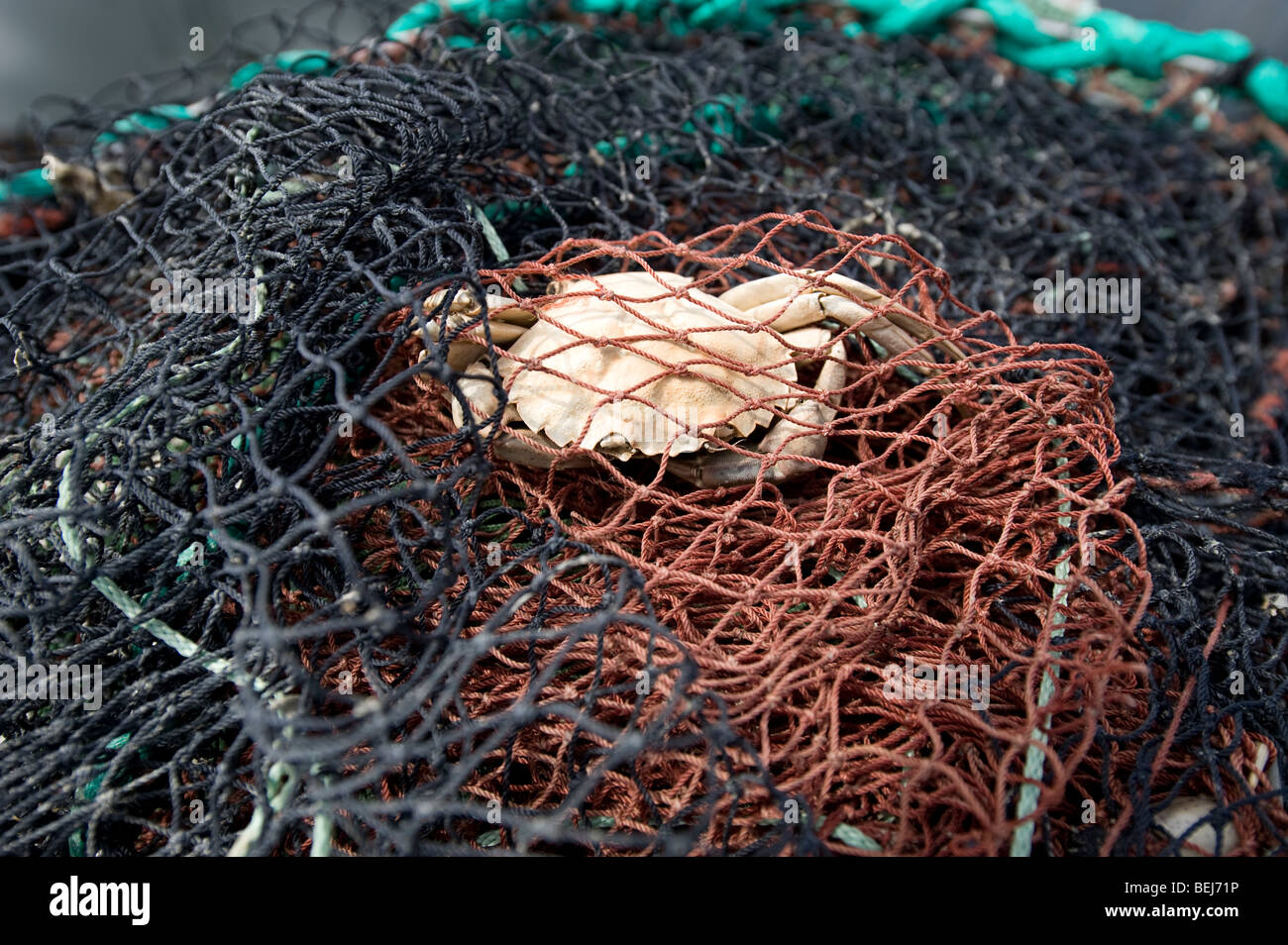 Red de pesca con cangrejo en Leso, Dinamarca Foto de stock