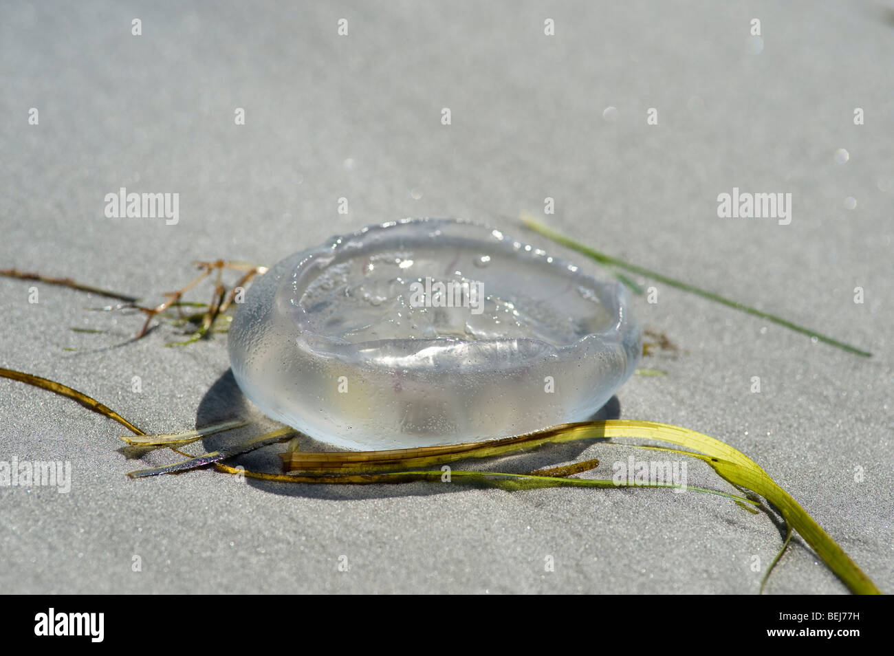 Luna, medusa Aurelia aurita, en la playa Foto de stock