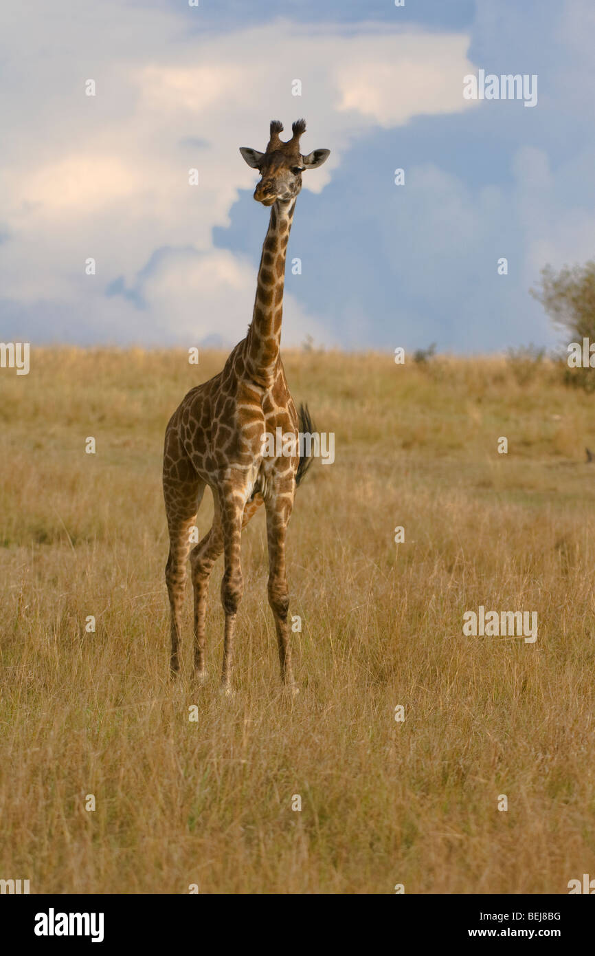 Masai jirafas, Giraffa camelopardalis, Kenya Foto de stock