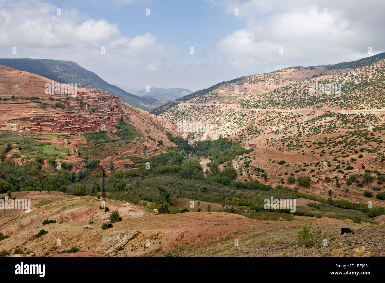 Las montañas del Alto Atlas, Marruecos. Algunas ovejas en primer plano Foto de stock