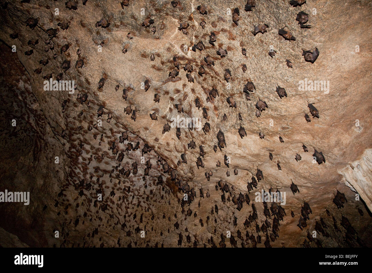 Los murciélagos frugívoros de Malasia (aprox. cuatro especies diferentes) posados en Gua Kelawar cueva Pulau Langkawi Malasia Foto de stock