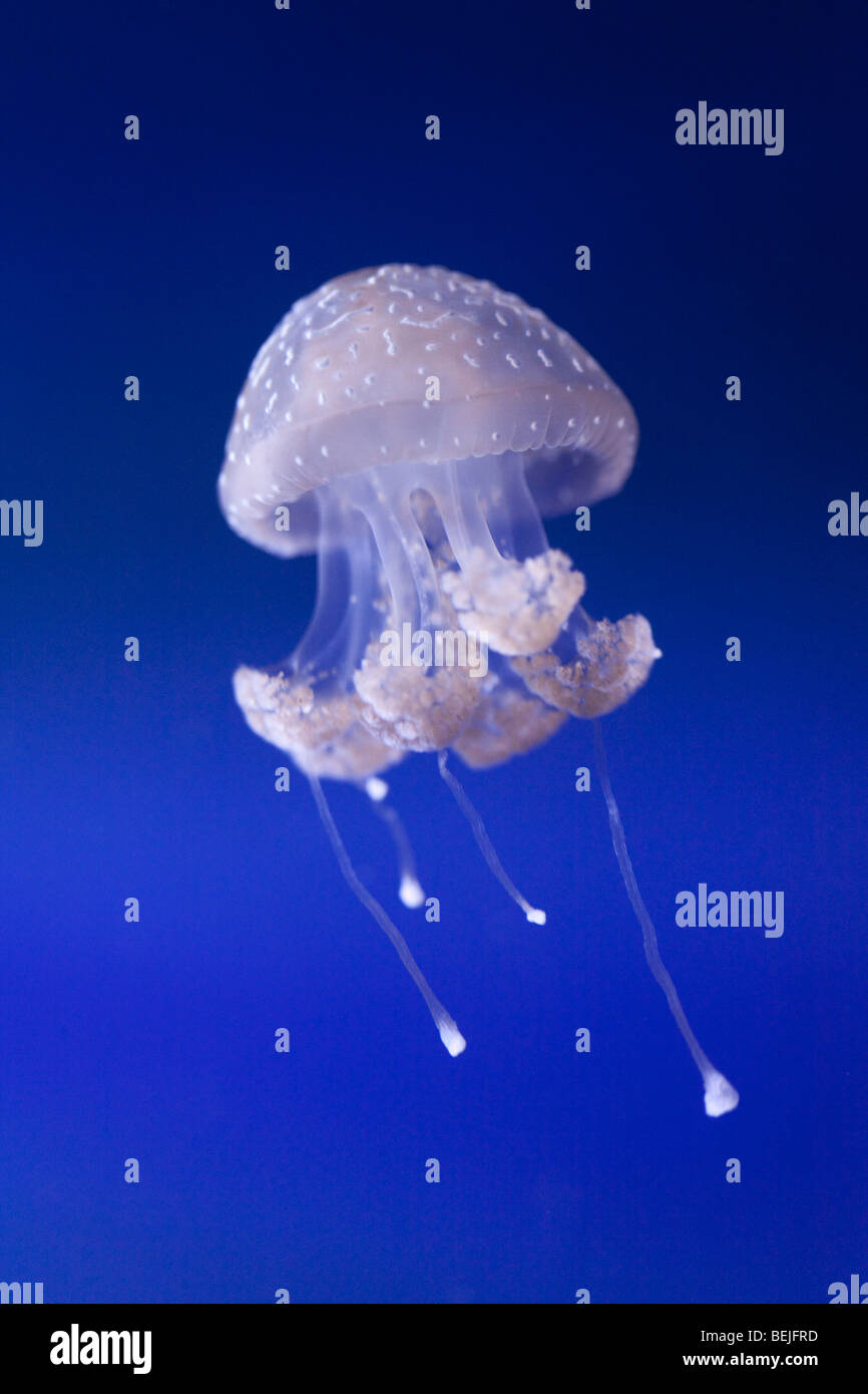 White-spotted medusas, Phyllorhiza punctata Foto de stock