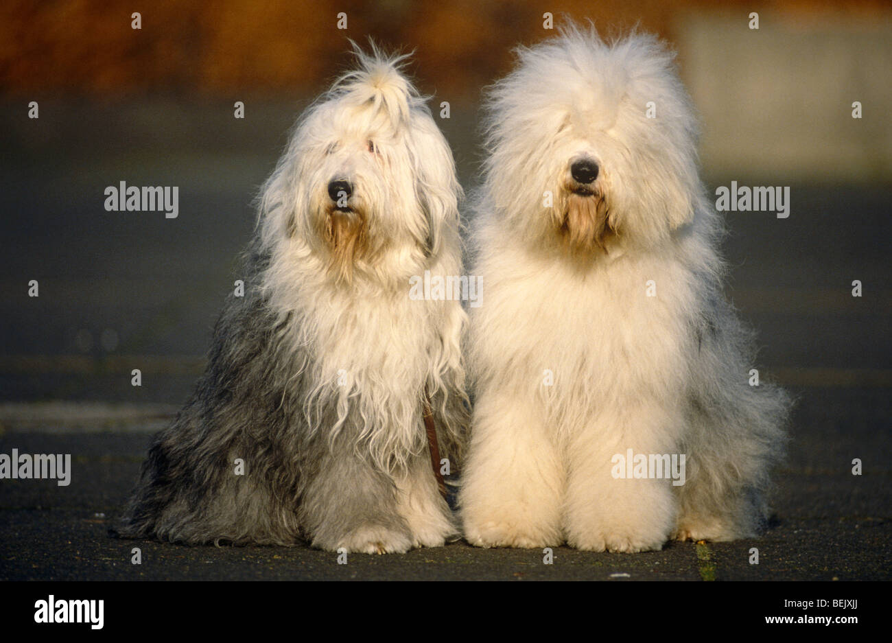 Perro pastor inglés viejo fotografías e imágenes de alta resolución - Alamy